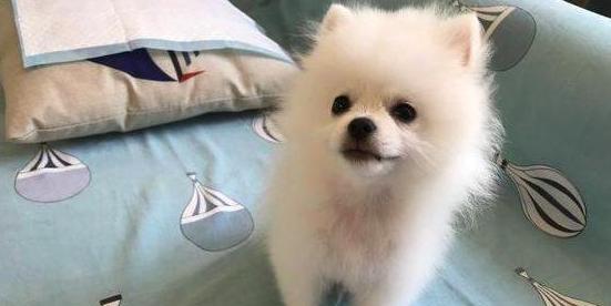博美狗耳朵不立怎么办？博美犬耳朵不立的原因有哪些？