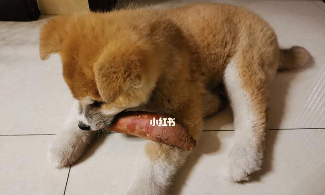 狗狗吃地瓜的好处与坏处是什么？地瓜对狗狗的健康有什么影响？