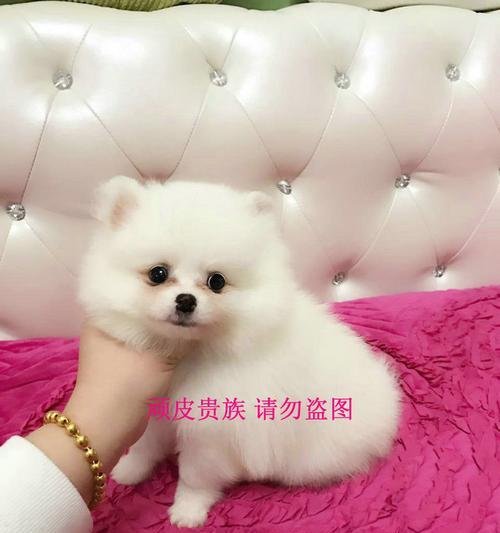 博美幼犬奶糕没泡开怎么办？博美幼犬的饮食注意事项有哪些？