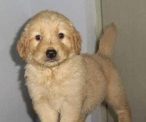 大型犬幼犬喂什么好？大型犬幼犬的饮食标准是什么？