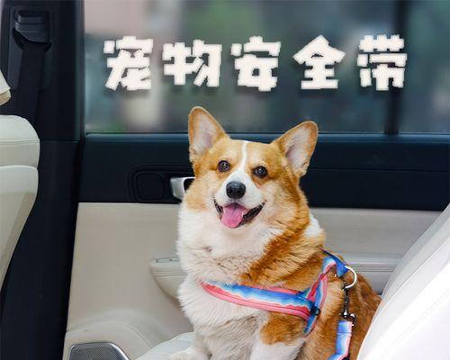 带小猫坐两个小时车需要注意什么？怎样安抚猫咪的情绪？
