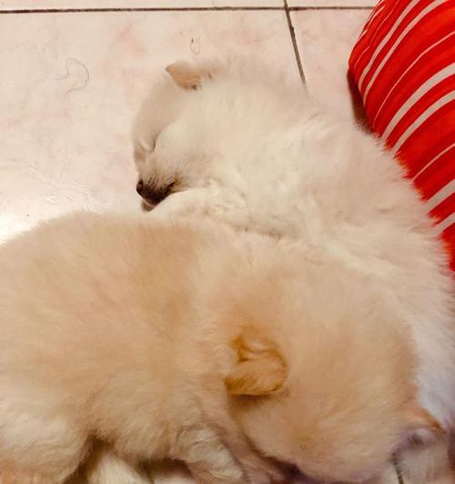 博美一个月出几斤狗粮？博美犬的食量标准是多少？