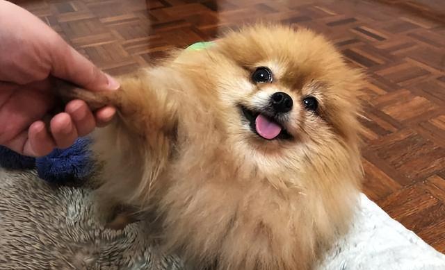 博美狗几个月就能修理毛了？博美犬的美容护理时间是怎样的？
