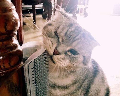 电脑怎么关闭猫咪？怎样关闭电脑上的猫咪程序？