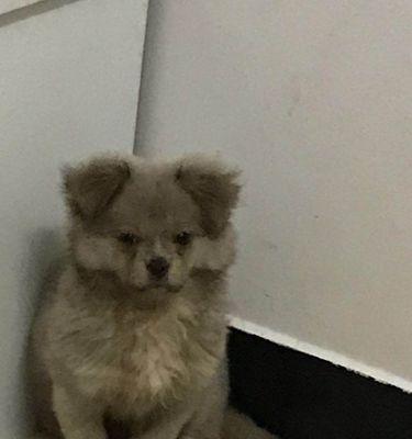 博美和土狗的串串有哪些特点？怎样照顾串串狗狗？