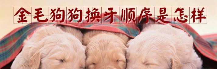 狗狗长牙的顺序是怎样的？小狗长牙的过程有哪些阶段？