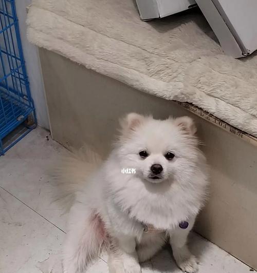 博美犬怀孕了该怎么办？博美犬怀孕期间的护理方法有哪些？