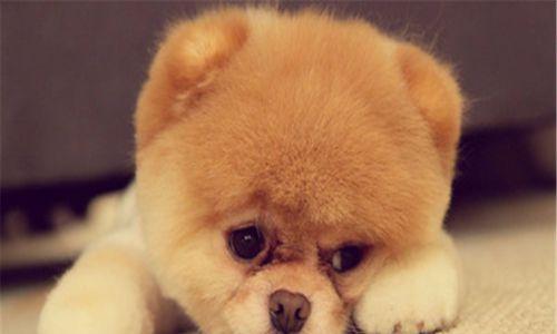 博美犬怀孕了该怎么办？博美犬怀孕期间的护理方法有哪些？