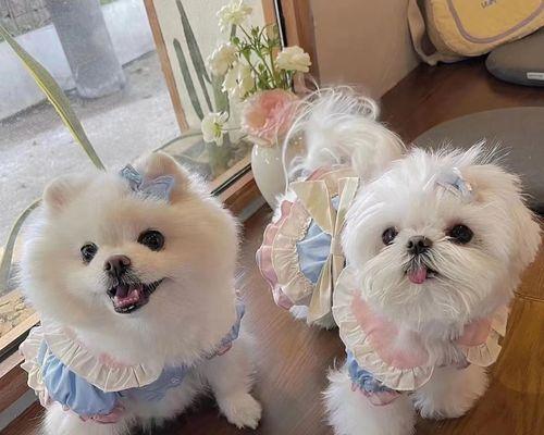 博美犬怀孕了该怎么办？博美犬怀孕期间的护理方法有哪些？