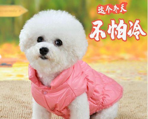 公泰迪第一次配狗辅助方法有哪些？泰迪犬配种需要注意什么？