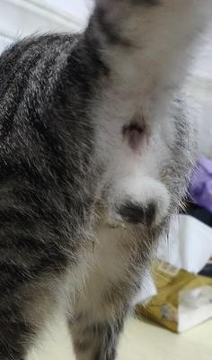 雌猫咪为什么有睾丸？猫咪性别异常的原因有哪些？