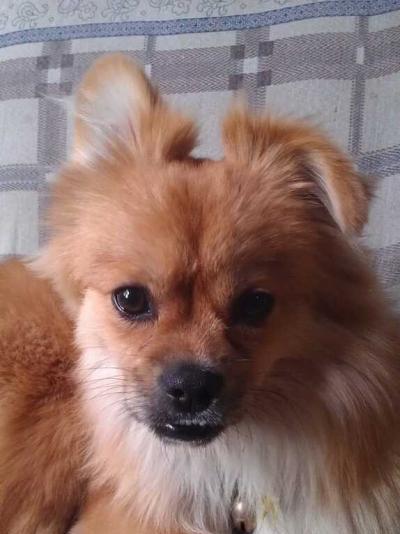 博美跟中华田园犬配可以吗？不同品种的狗狗可以交配吗？