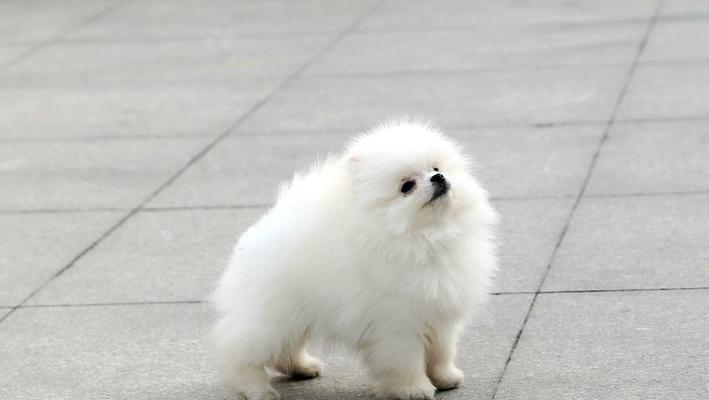 博美幼犬银灰色正常吗？博美犬的毛色有哪些变化？