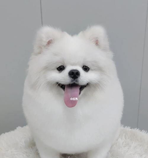 博美幼犬银灰色正常吗？博美犬的毛色有哪些变化？