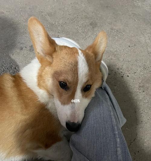 狗狗肠胃炎会传染狗吗？狗狗肠胃炎的传播途径有哪些？