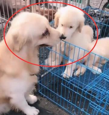 打狗狗用什么打？怎样正确惩罚狗狗？