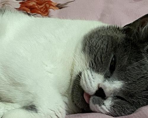 二个月猫咪睁眼睡觉没精神怎么办？怎样判断猫咪的健康状况？