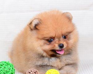 博美狗子吃什么？博美犬的饮食标准是什么？
