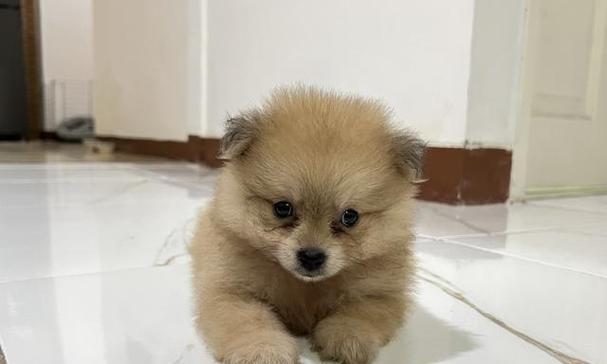 博美狗子吃什么？博美犬的饮食标准是什么？