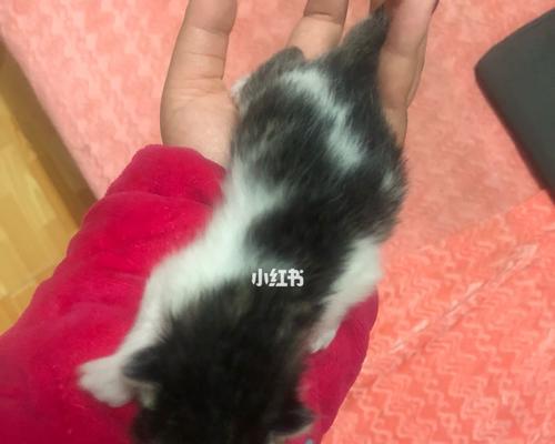 刚刚出生的猫吃什么东西？新生猫咪的饮食注意事项有哪些？