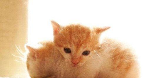 刚刚出生的猫吃什么东西？新生猫咪的饮食注意事项有哪些？