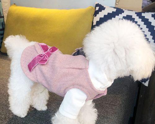 冬天泰迪出去玩用穿衣服吗？泰迪犬冬季外出的注意事项有哪些？