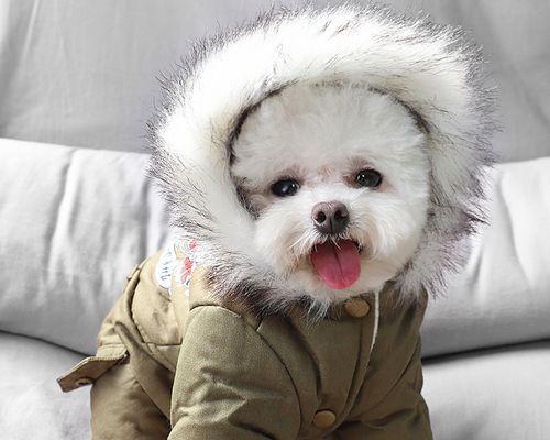 冬天泰迪出去玩用穿衣服吗？泰迪犬冬季外出的注意事项有哪些？