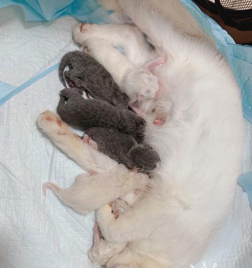 出生小猫睁不开眼怎么办？新生小猫睁眼的时间是多少？