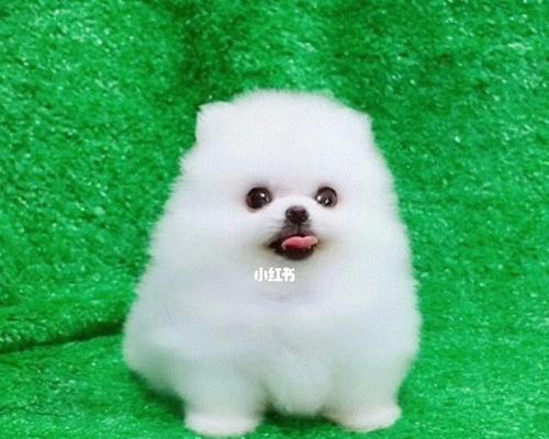 博美狗狗成长记是怎样的？博美犬的成长过程有哪些阶段？