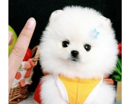 博美长的像狐狸的犬有哪些？博美犬和狐狸犬的区别是什么？