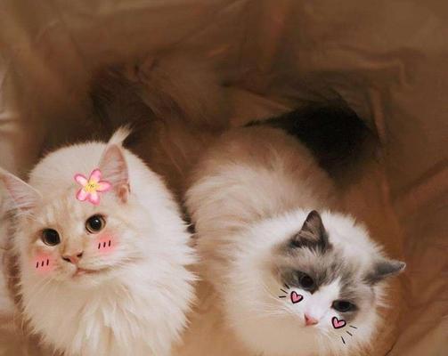 纯布偶猫能抓老鼠吗？布偶猫的捕猎能力是怎样的？