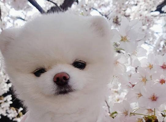 博m为什么狗粮？博美犬的饮食选择有哪些？