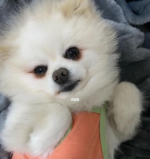博m为什么狗粮？博美犬的饮食选择有哪些？
