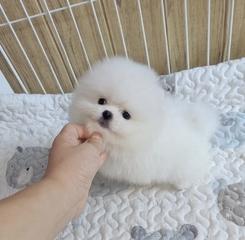 博美成年吃多少狗粮好？博美成犬的饮食标准是什么？