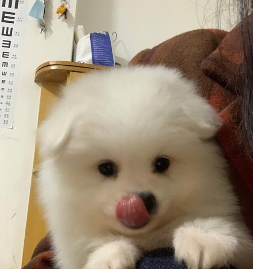 博美成年吃多少狗粮好？博美成犬的饮食标准是什么？