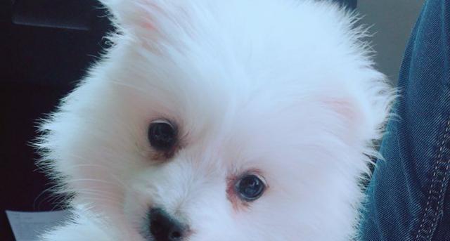 博m狗为什么那么坏？博美犬的行为特点有哪些？