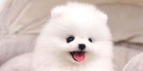 博m幼犬鼻子是什么颜色的？博美犬鼻子的特点有哪些？