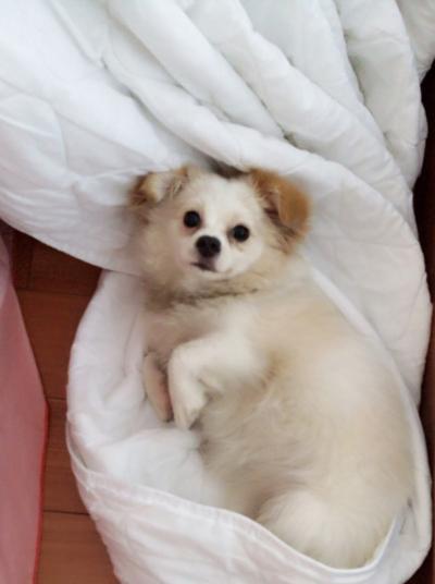 博m狗吃了小孩的大便怎么办？怎样判断博美犬的健康状况？