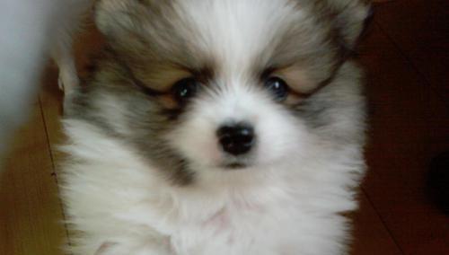 博m幼犬有病吗？博美幼犬常见的疾病有哪些？