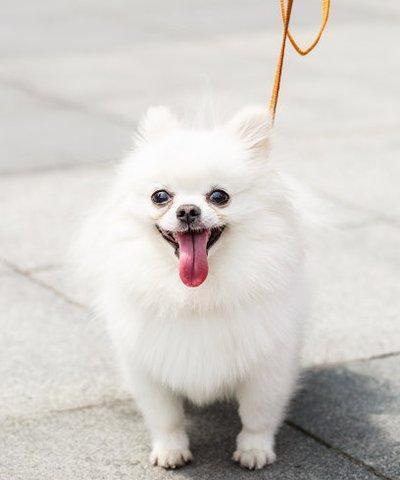 博m幼犬有病吗？博美幼犬常见的疾病有哪些？