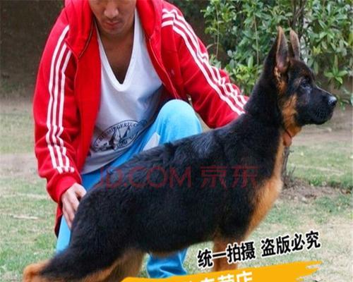 德国牧羊犬活多少年？德牧的寿命标准是多少？