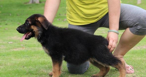 德国牧羊犬小犬怎么驱虫？德牧幼犬的驱虫方法有哪些？