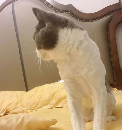 给猫剃毛破了怎么办？怎样处理猫咪的剃毛伤口？