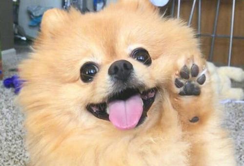 博m生小狗隔多久？博美犬的繁殖周期是怎样的？