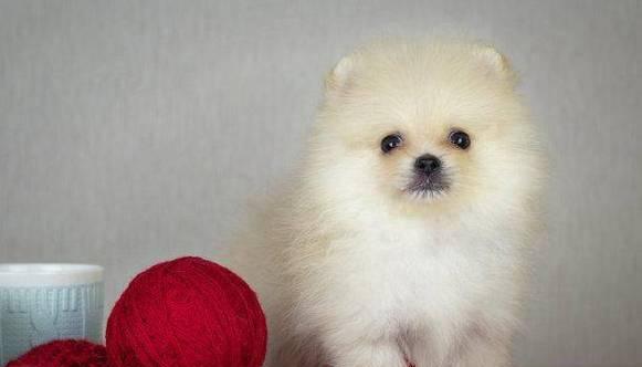 博m幼犬好养吗？博美幼犬的饲养难度是怎样的？