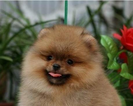 博m幼犬好养吗？博美幼犬的饲养难度是怎样的？
