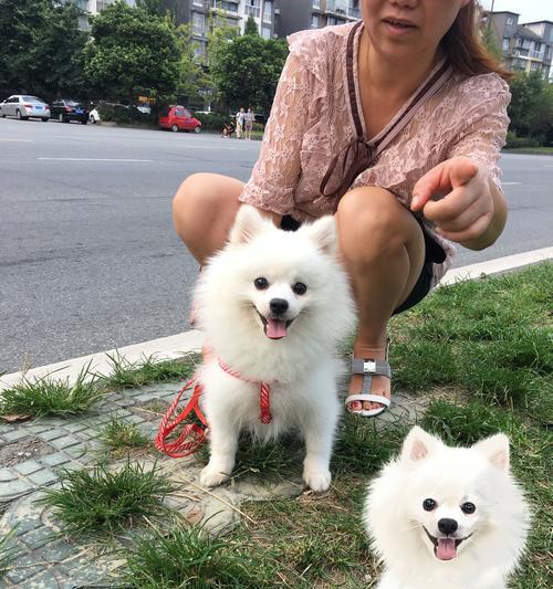 博美幼犬为什么吃自己的屎？博美幼犬吃屎的原因有哪些？