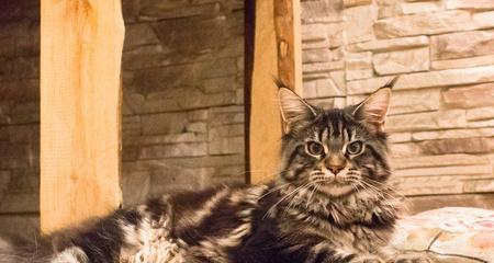 大腚是什么品种的猫？大腚猫的特点有哪些？