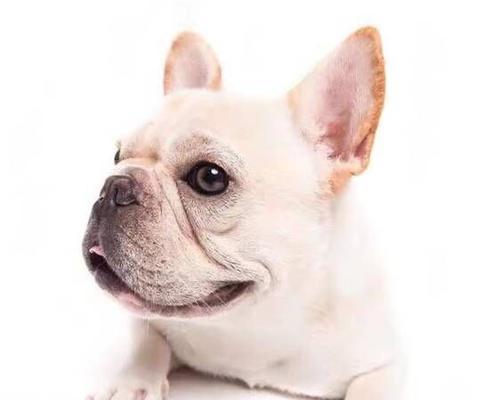 法国斗牛犬掉毛怎么办？法斗掉毛的原因及解决方法有哪些？
