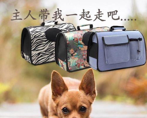 公泰迪配狗时间是什么时候？泰迪犬配种的最佳年龄是多少？